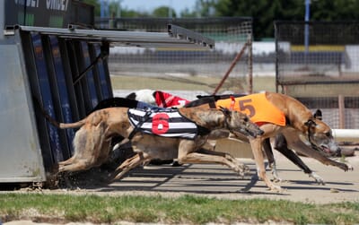reyhound-racing.